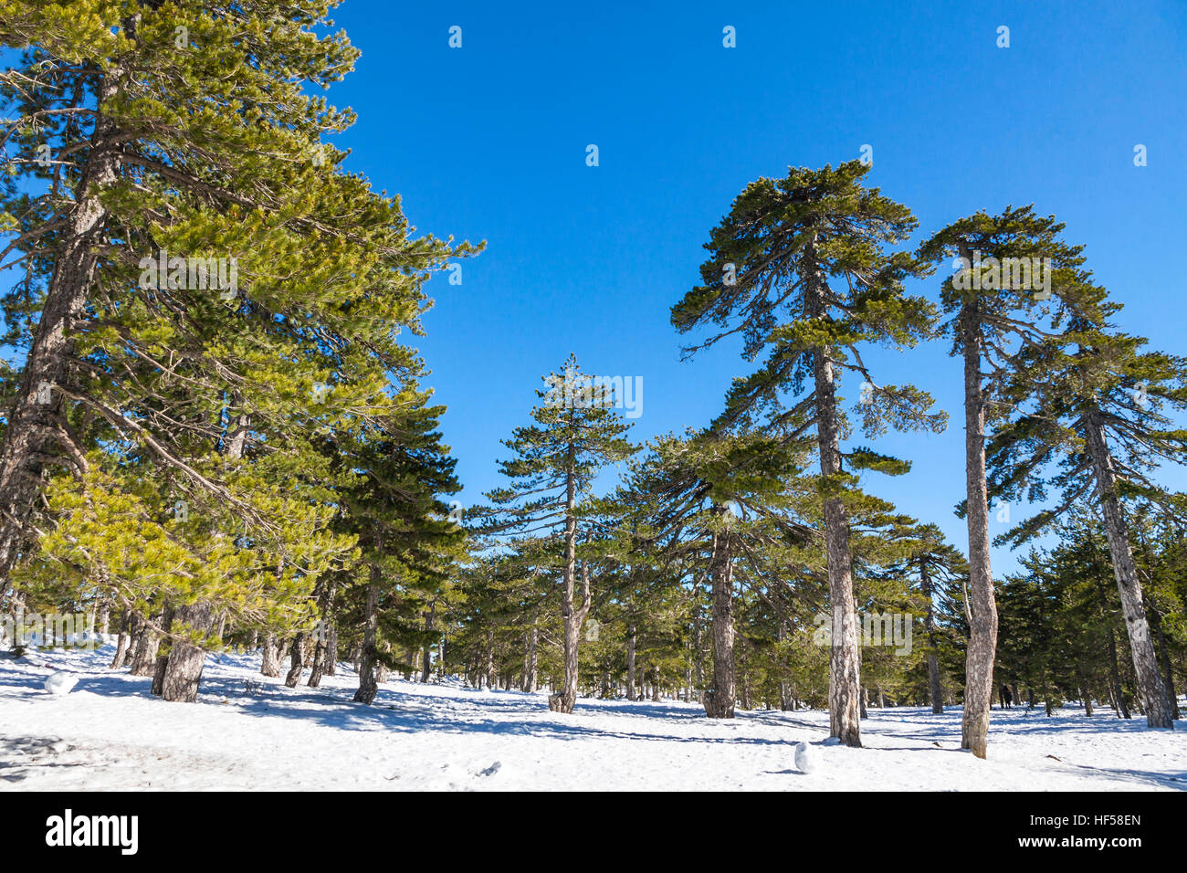 Picturesque winter landscape with snow and blue sky in Troodos Mountains on Cyprus Stock Photo