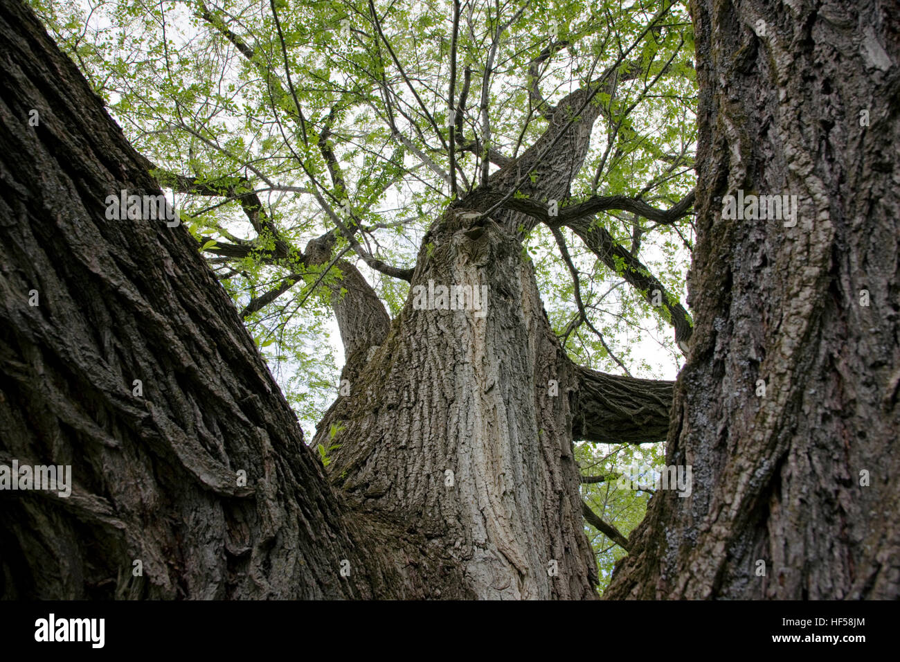 Chinese elm tree; Ulmus parvifolia; lacebark elm; Canterbury Shaker Village; Canterbury; New Hampshire; USA Stock Photo