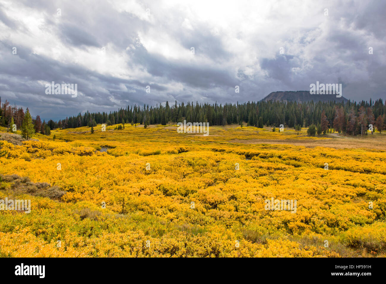 Ground cover turns golden in the autumn, view from Rt. 287 towards the Bridger - Teton National Forest, Wyoming, USA Stock Photo