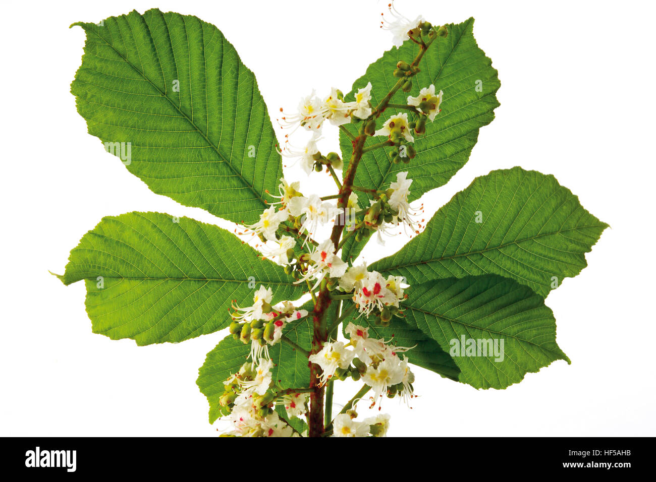 Chestnut leaf and blossoms (Castanea Stock Photo - Alamy