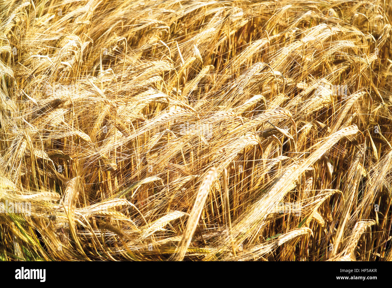 Picture of rye hi-res stock photography and images - Alamy
