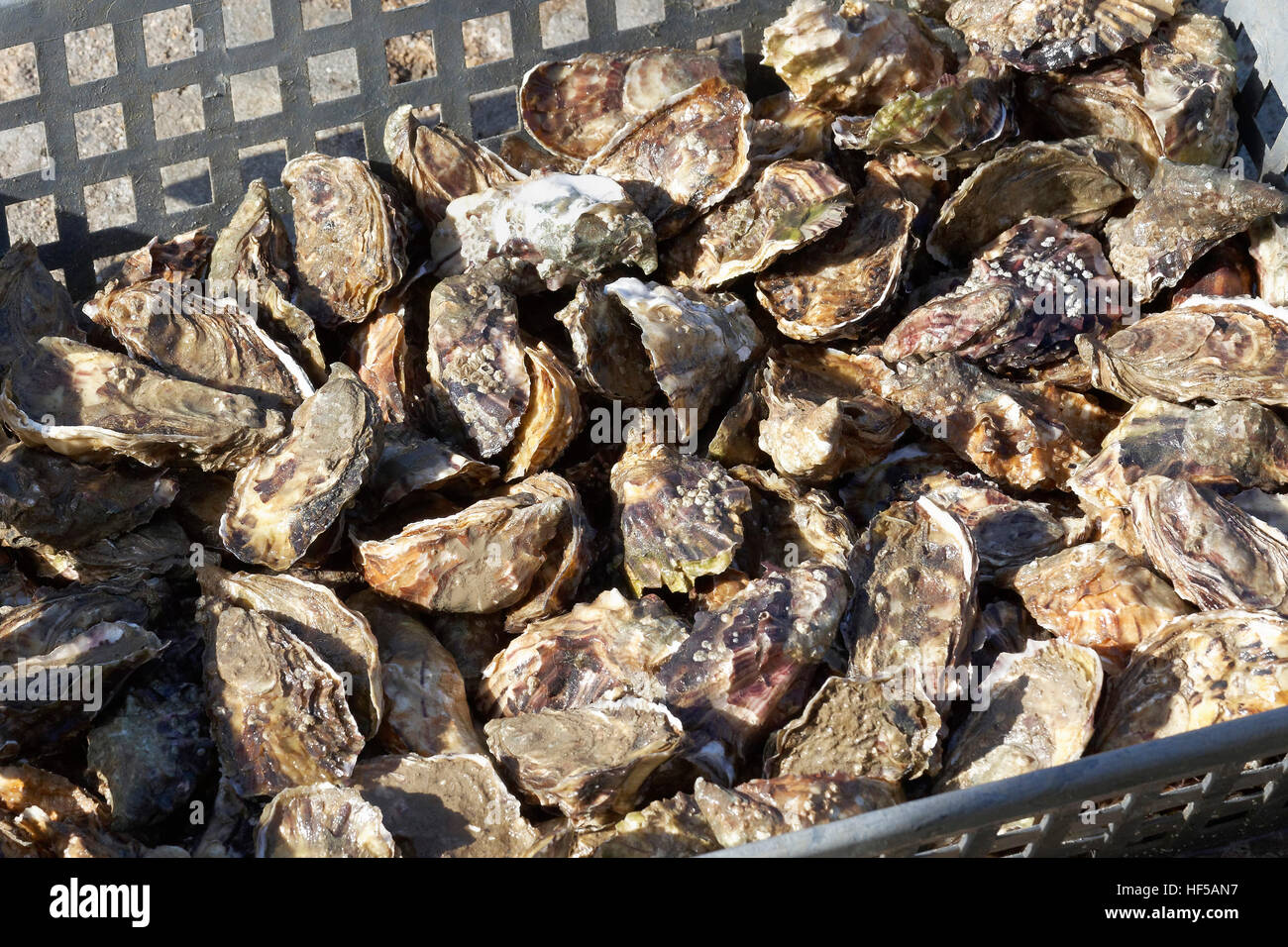 Fresh Marenne oysters, world famous Marenne oyster farming operation, Marennes, Charente-Maritime, France Stock Photo