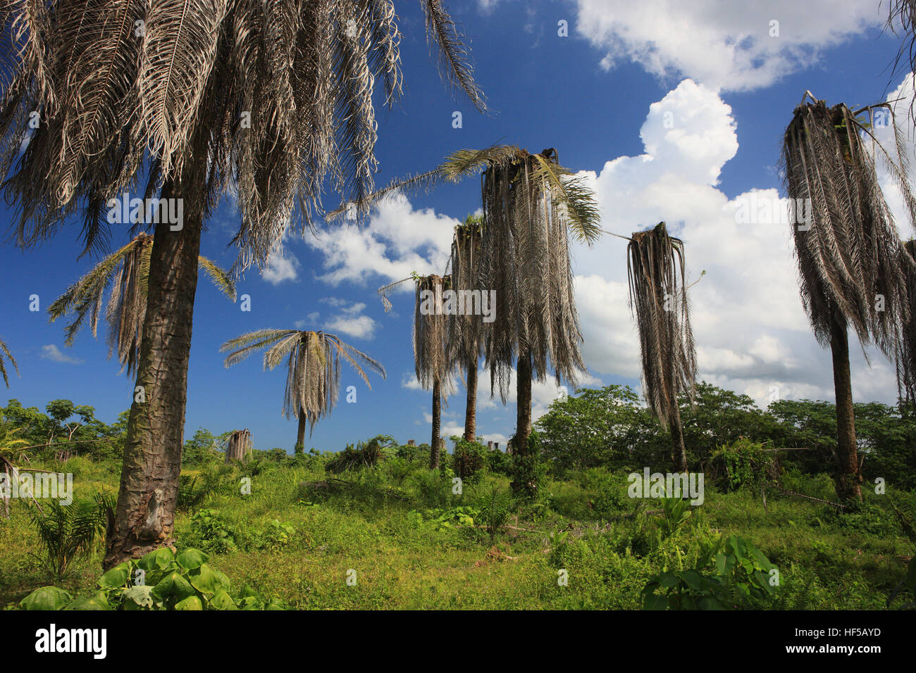 Dry palm trees, Dominican Republic, Caribbean Stock Photo Alamy