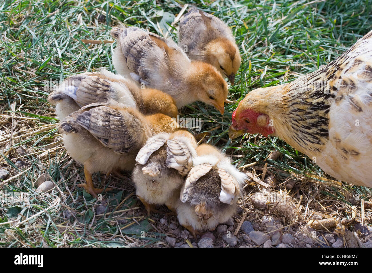 Mother hen with baby chicks Stock Photo - Alamy