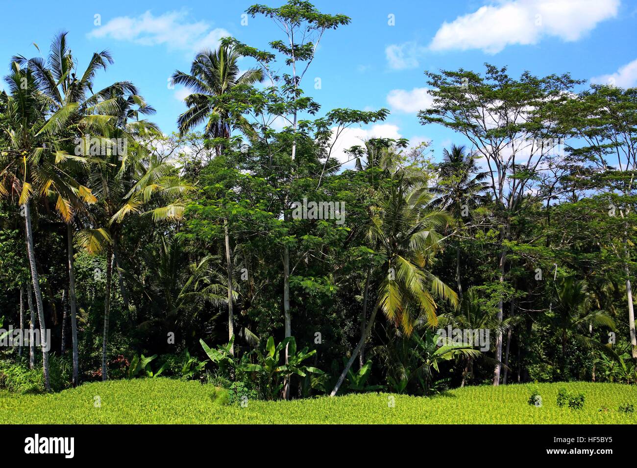 Rice terrace jungle hi-res stock photography and images - Alamy