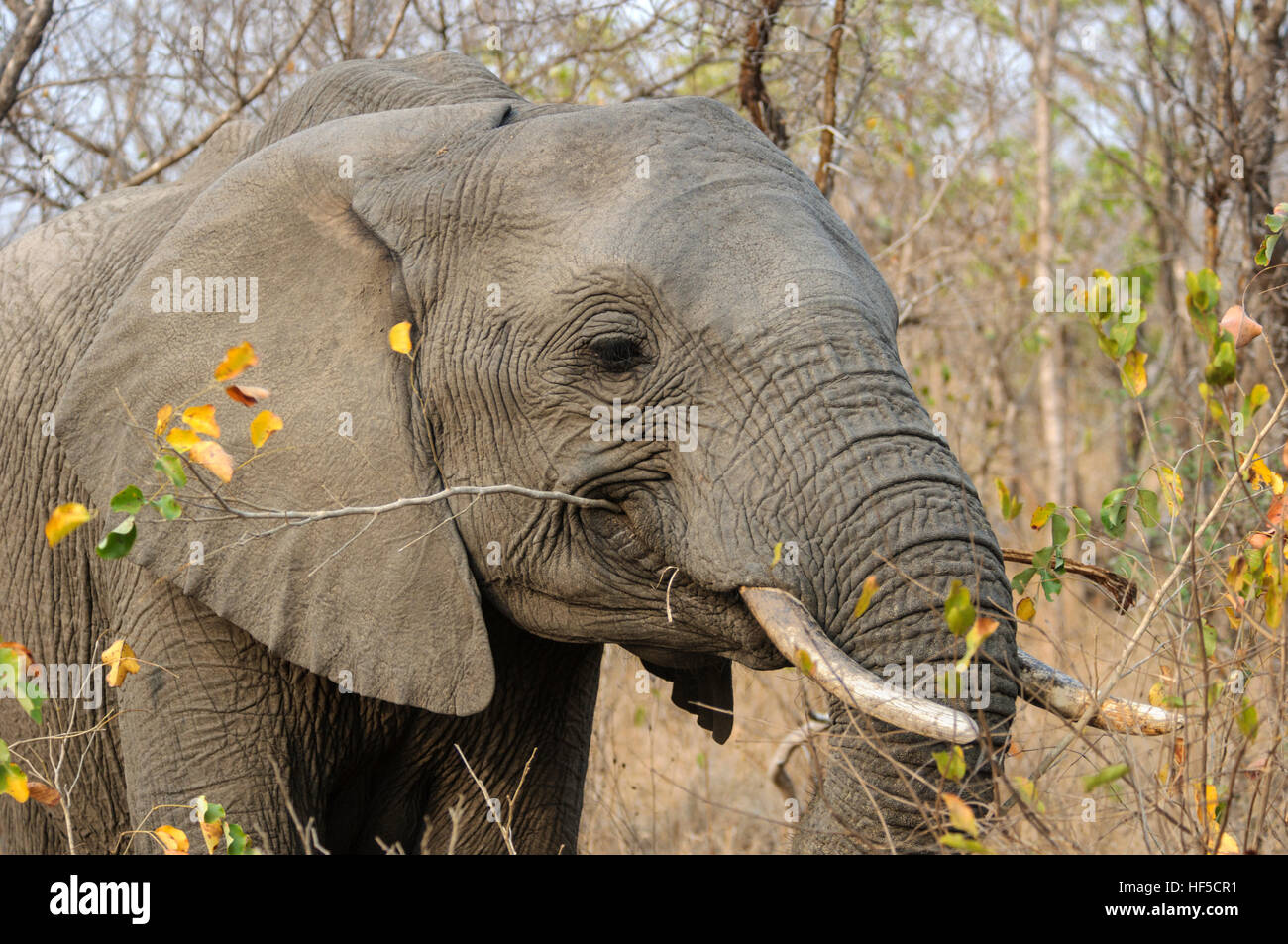 Elephants Eating Wildlife Nature One High Resolution Stock Photography and Images Alamy
