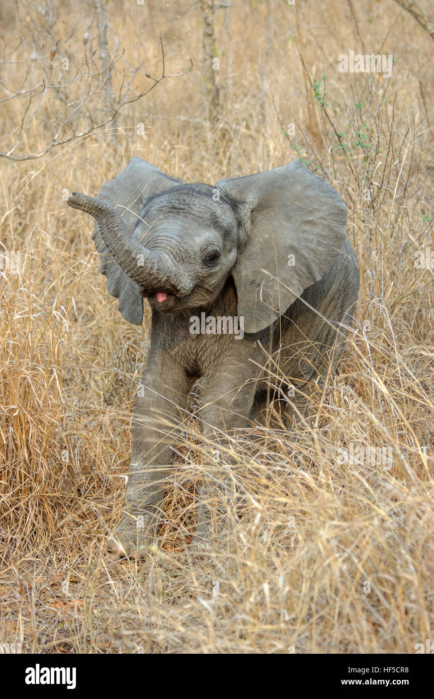 A baby African elephant (Loxodonta africana) plays in the long grass of the savannah, South Africa, Africa Stock Photo