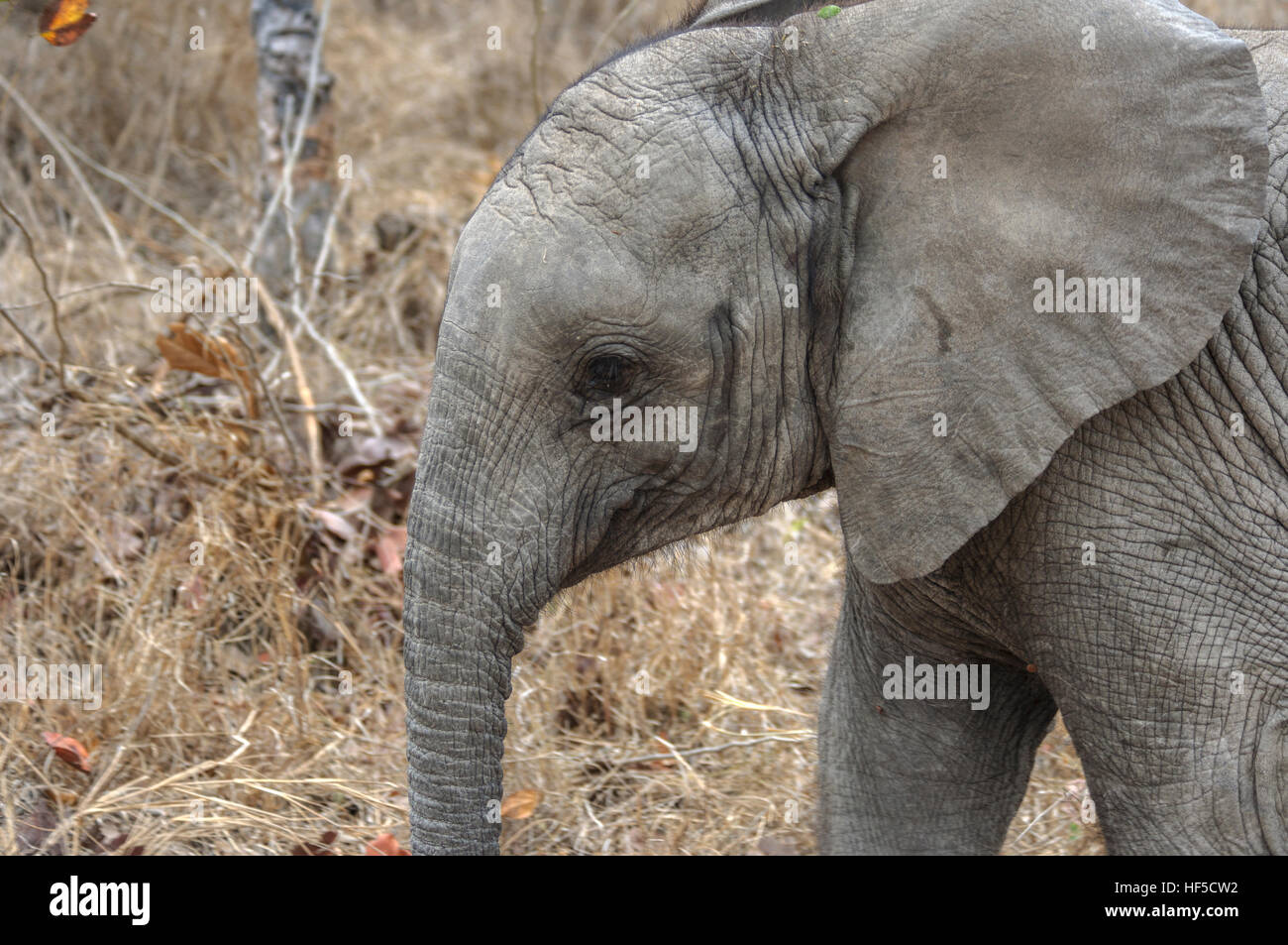 Close-up of a baby African elephant (Loxodonta africana) in South Africa, Africa Stock Photo