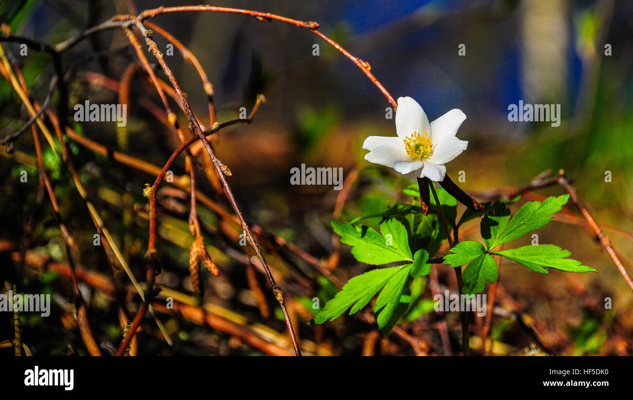 Spring Anemone Stock Photo