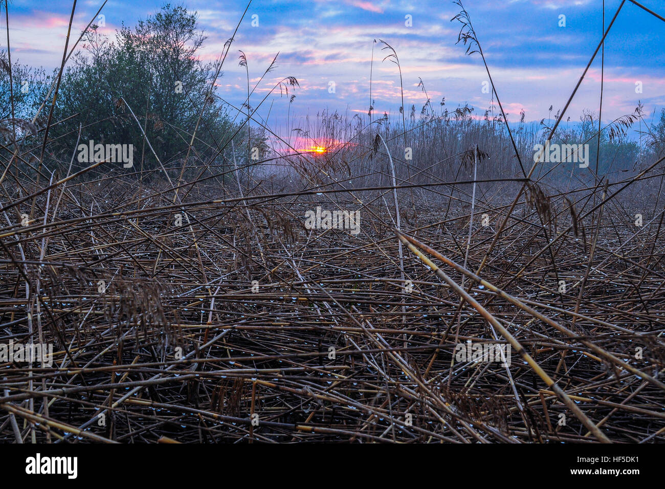 Instagram Reeds Rains Rainy Reeds in Sunset Stock Photo - Alamy