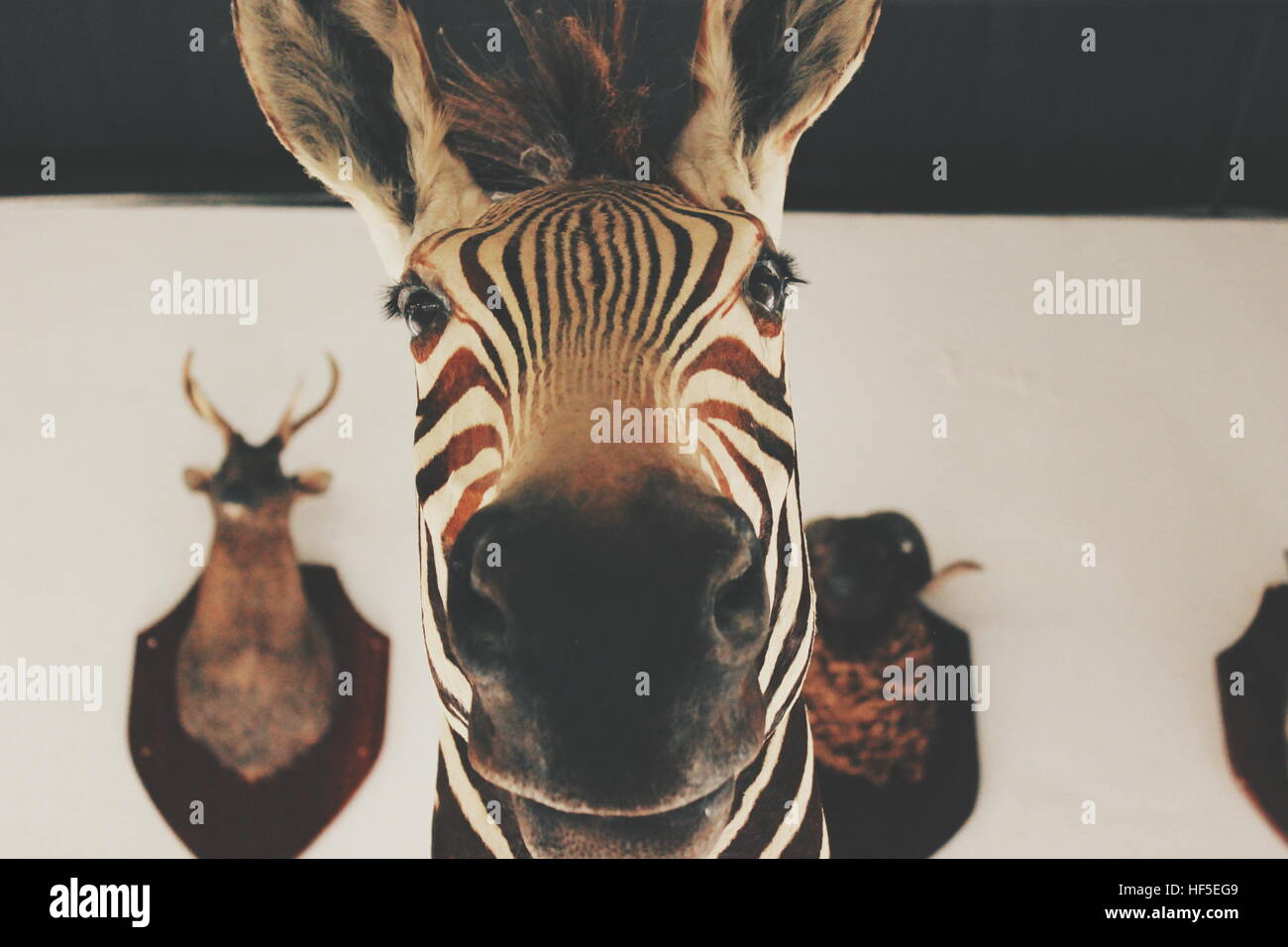 A statue of a zebra head close up. Stock Photo