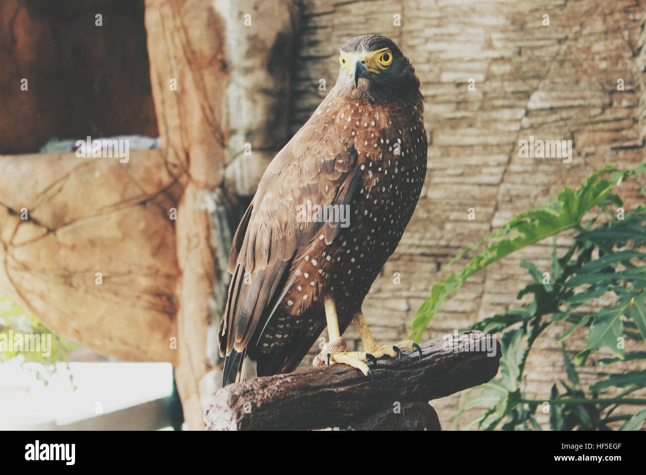 Philippines Eagle in Ilocos Zoo Stock Photo