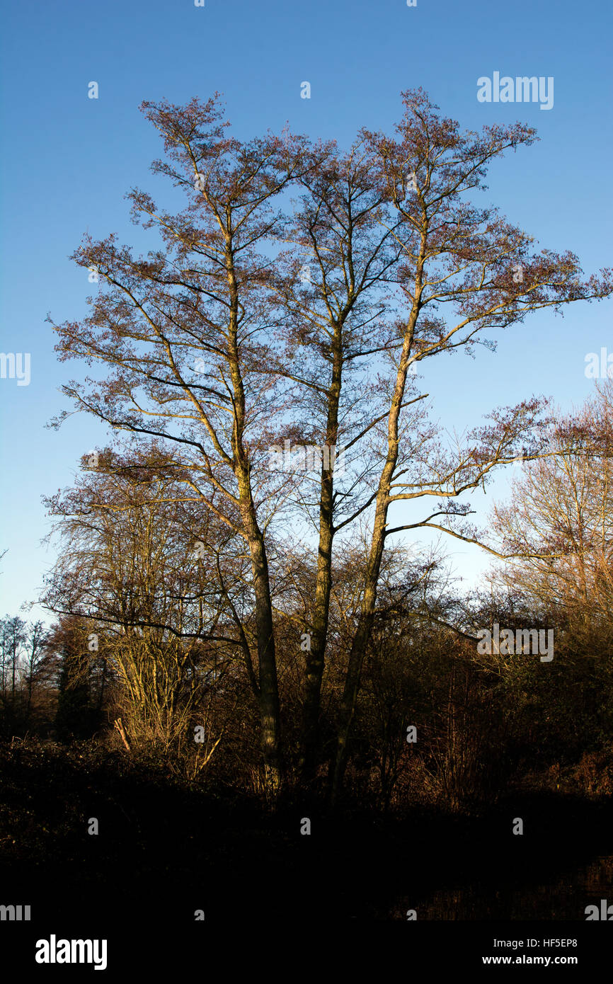 An Alder tree in winter, Warwickshire, UK Stock Photo