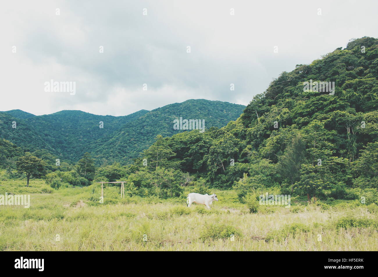 Carabao in middle of field in Ilocos. Stock Photo