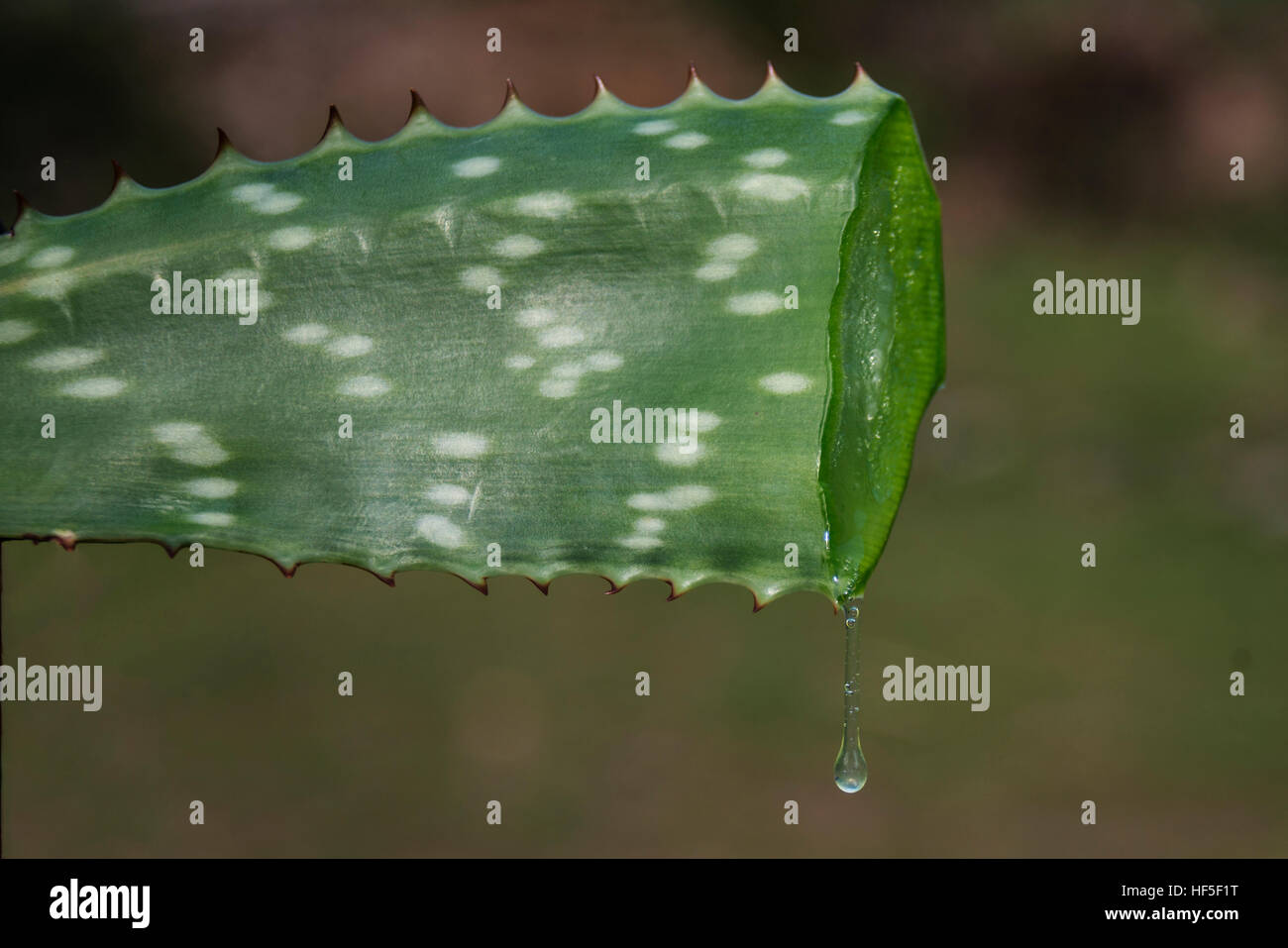 wise drops falling from a leaf of aloe vera Stock Photo Alamy
