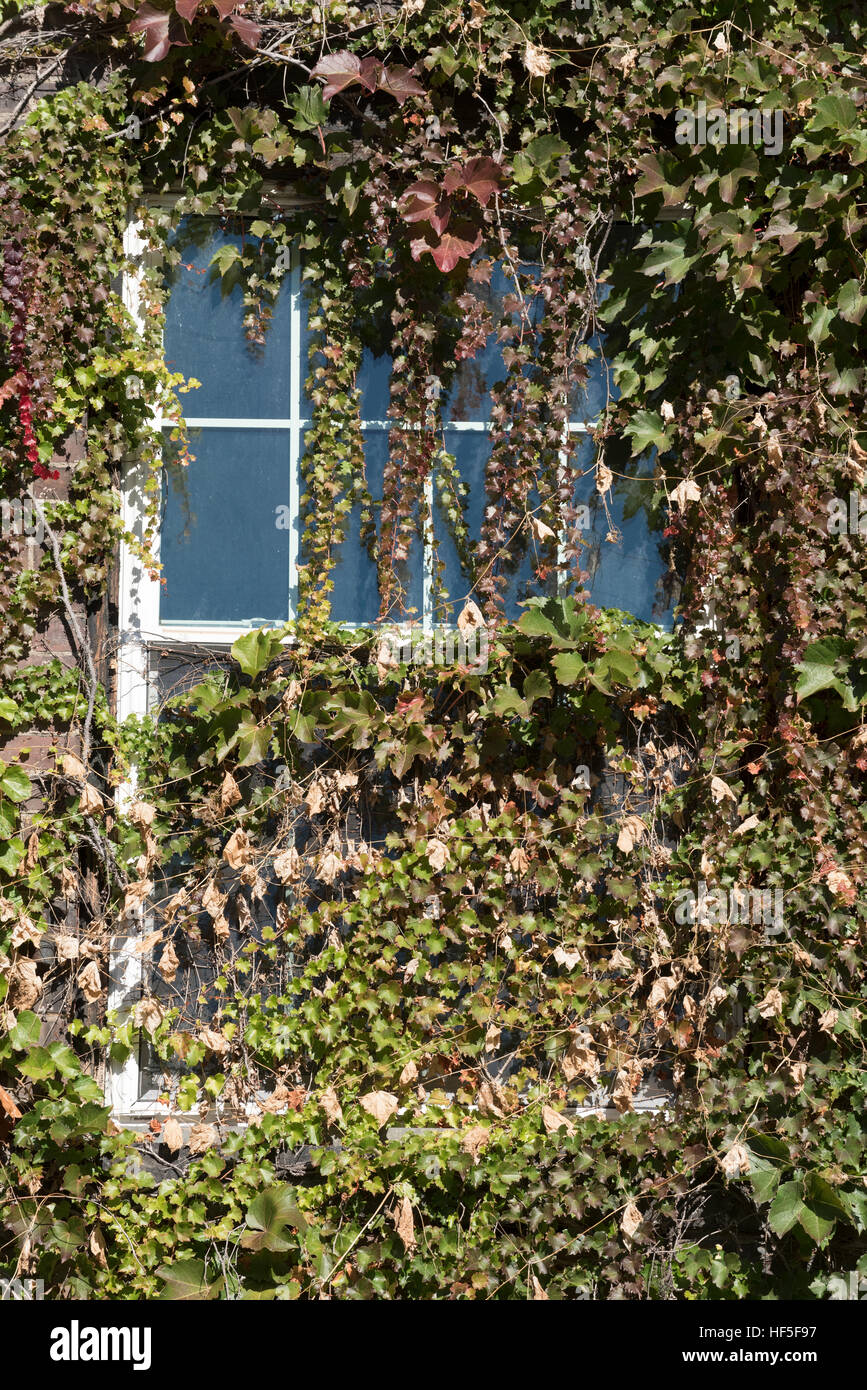Ivy covered building in Brattleboro, Vermont. Stock Photo