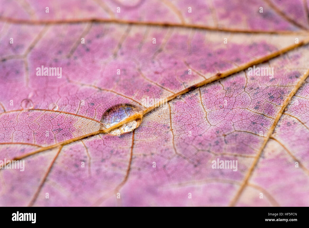 Water drop on a maple leaf in Vermont's Green Mountains. Stock Photo