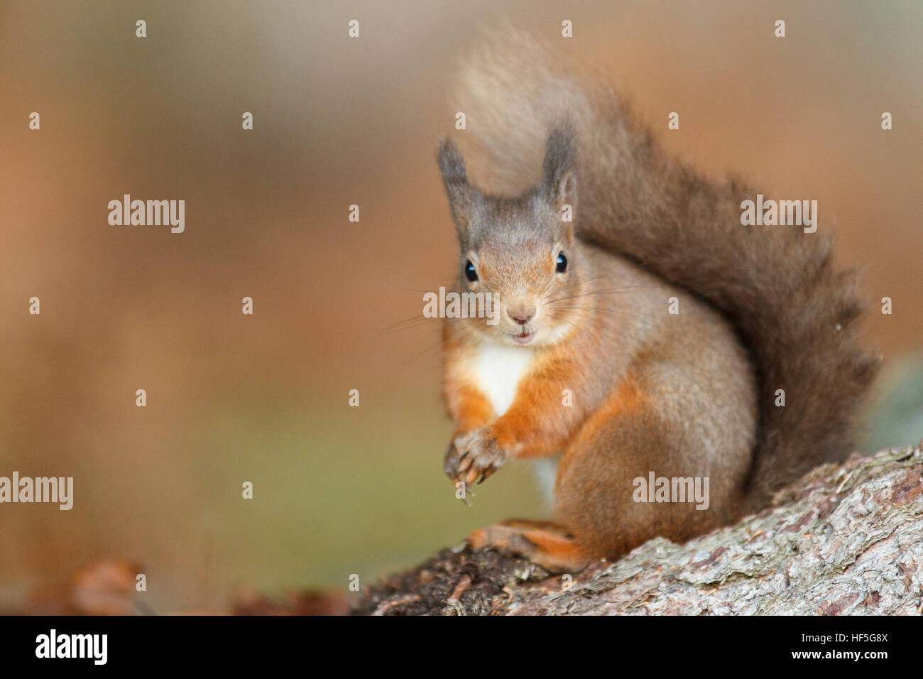 Eurasian Red squirrel (Sciurus vulgaris) feeding in autumnal setting. Highland.Scotland.Great Britain. Stock Photo