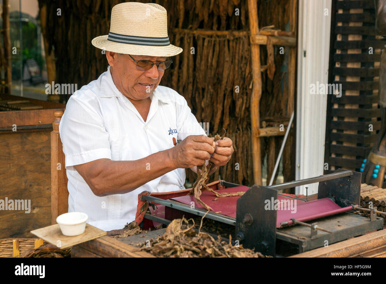 Man rolling fresh cigars in a tobacco and cigar shop, Playa Del Carmen