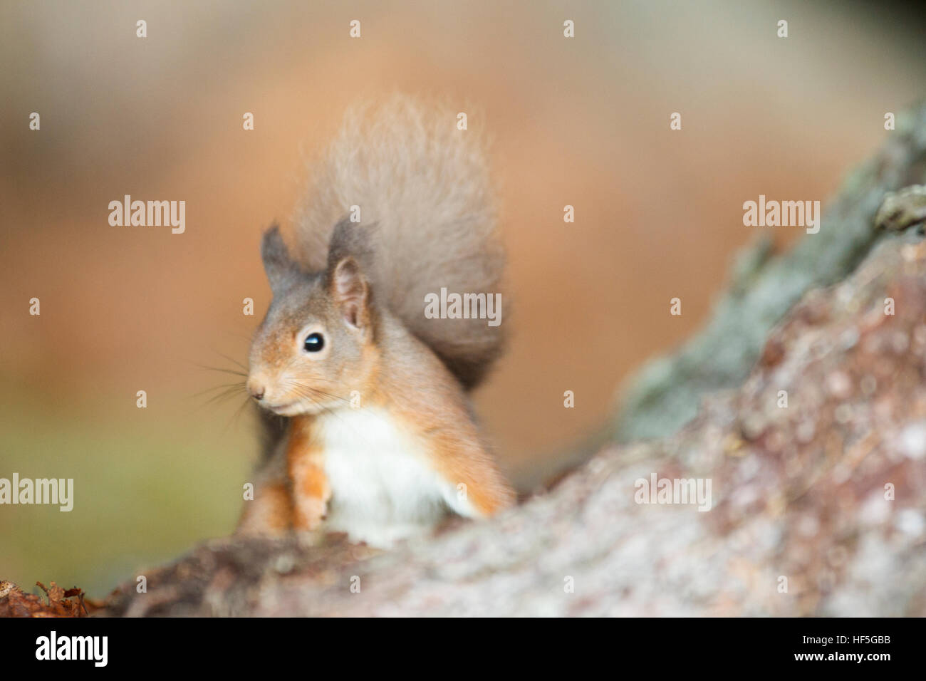 Eurasian Red squirrel (Sciurus vulgaris) feeding in autumnal setting