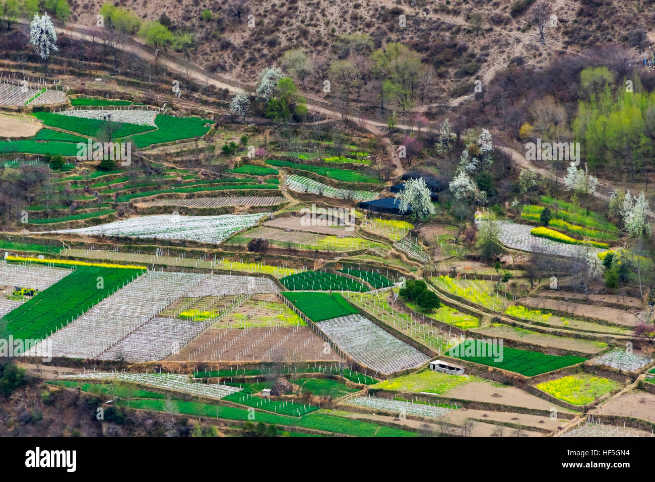 Farmland in the mountain, Danba, Sichuan Province, China Stock Photo
