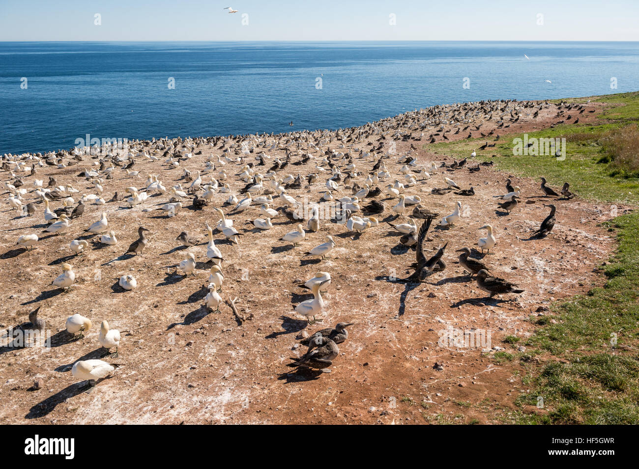 Northern gannets on Bonaventure Island, Quebec, Canada Stock Photo