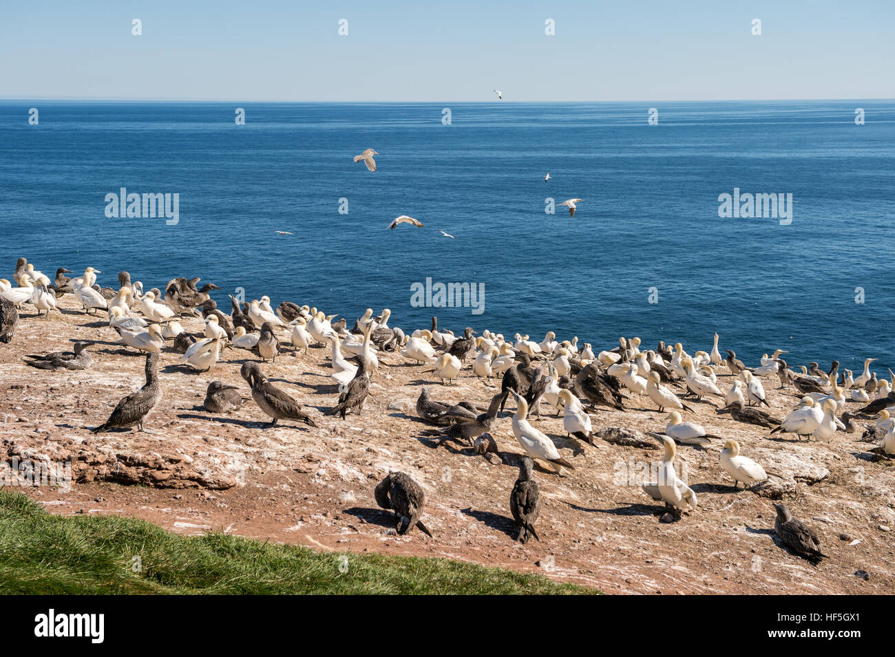 Northern gannet colony and viewing station on Bonaventure Island, Quebec, Canada Stock Photo