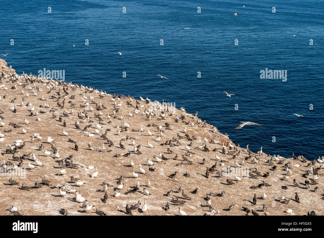 Northern gannets on Bonaventure Island, Quebec, Canada Stock Photo