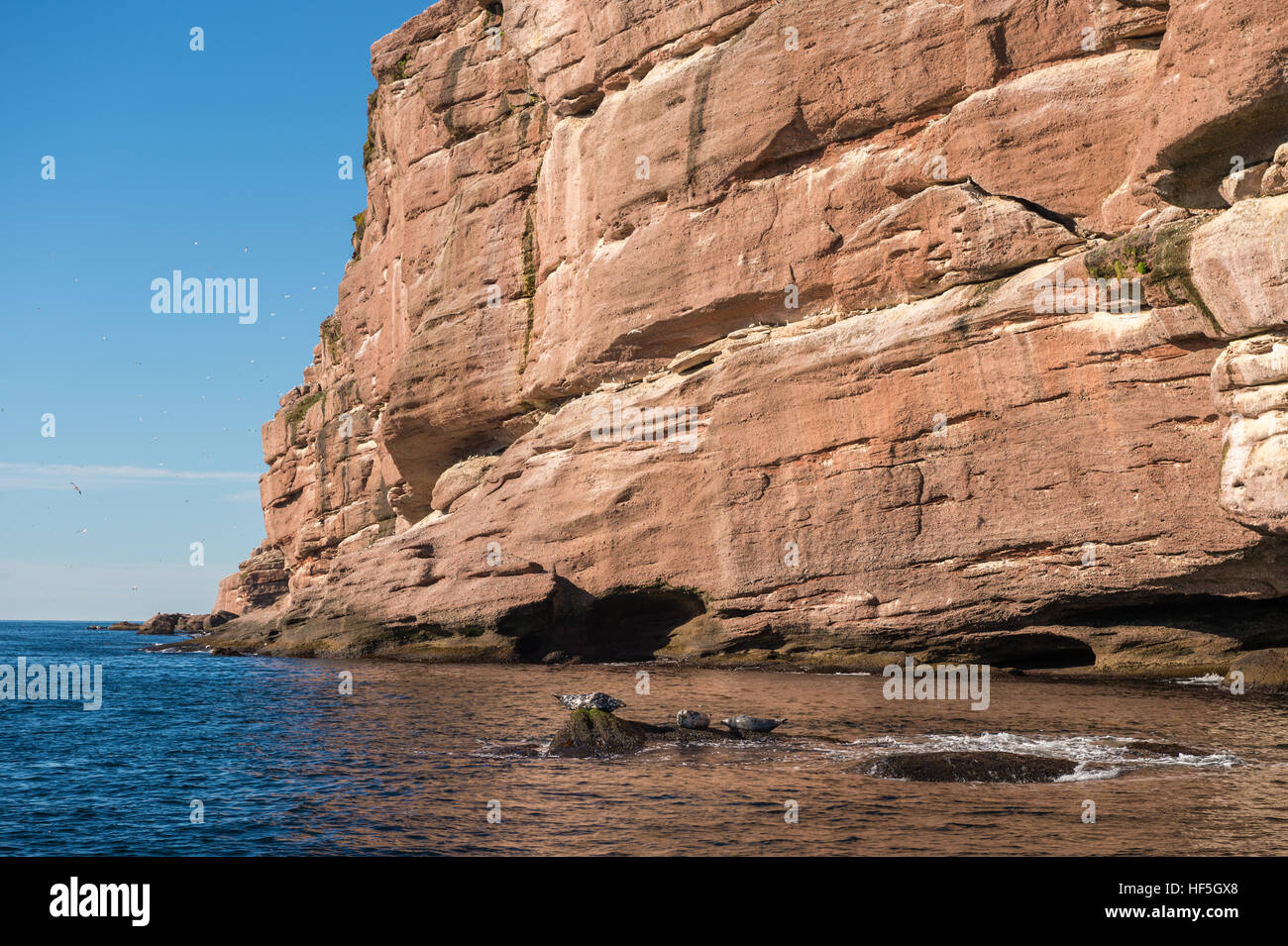 Red Rocks Seals Red rocks seal colony hi-res stock photography and images - Alamy