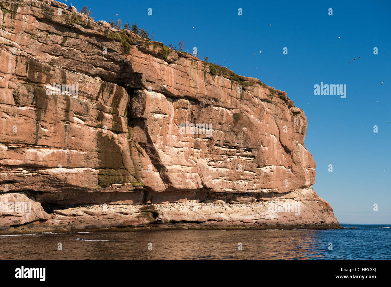 Red sandstone cliffs of Bonaventure Island in the Gaspe Peninsula, Quebec, Stock Photo