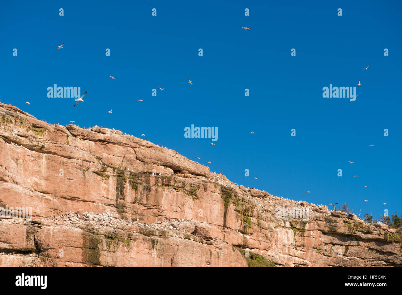 Red sandstone cliffs of Bonaventure Island in the Gaspe Peninsula, Quebec, Stock Photo