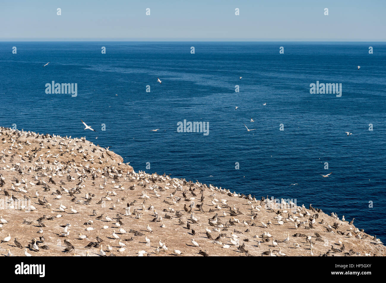 Northern gannets on Bonaventure Island, Quebec, Canada Stock Photo