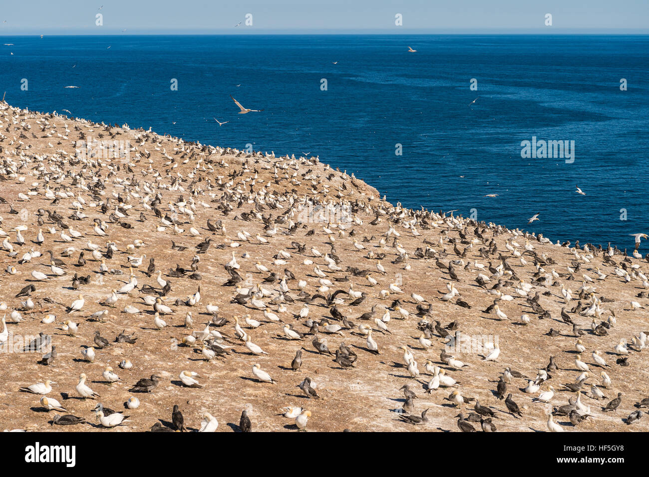 Northern gannets on Bonaventure Island, Quebec, Canada Stock Photo