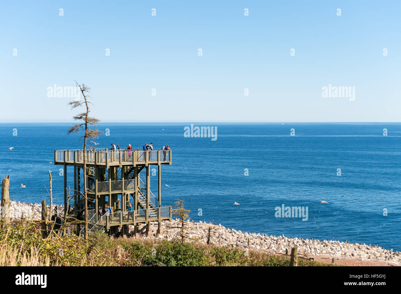 Northern gannet colony and observation tower on Bonaventure Island, Quebec, Canada Stock Photo
