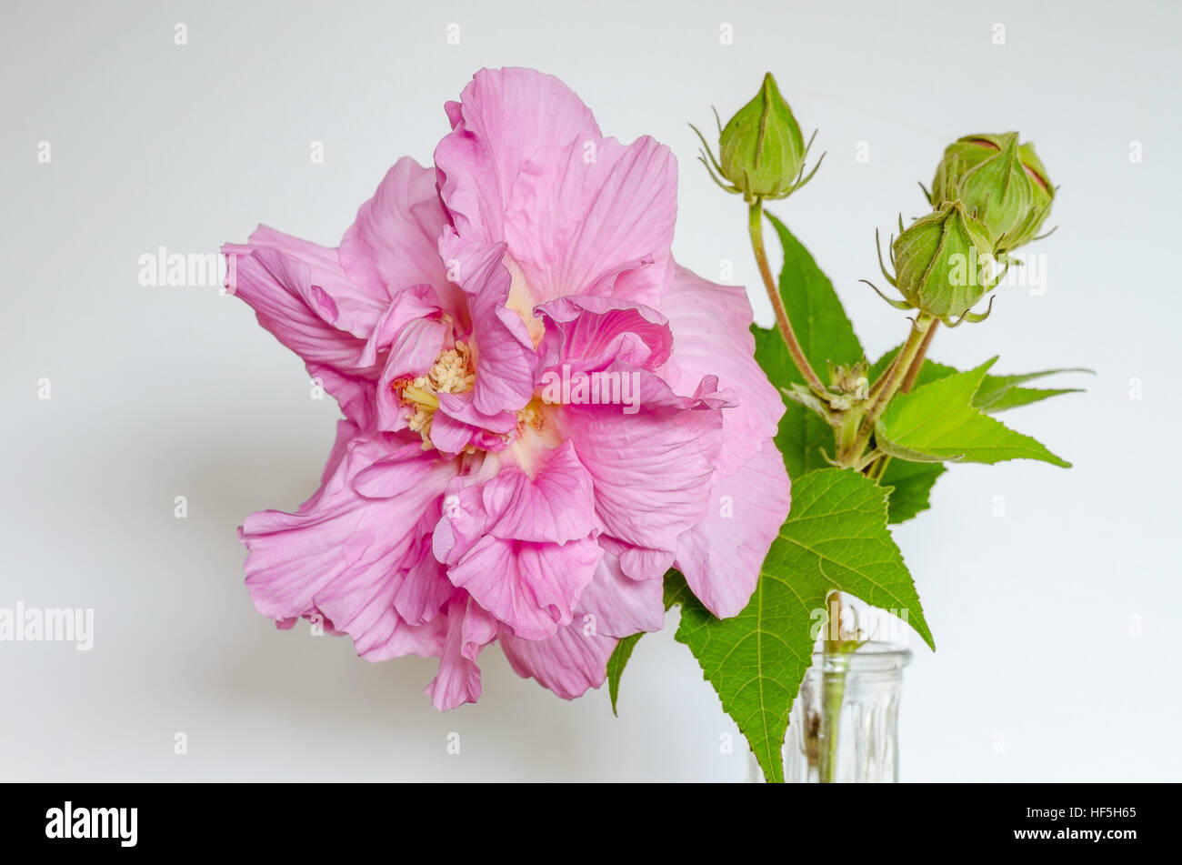Confederate rose hires stock photography and images Alamy