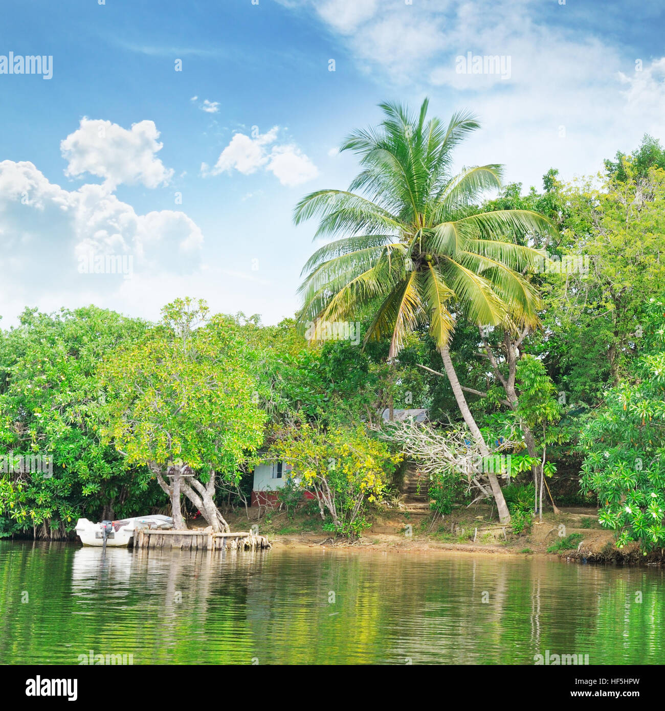 Tropical river with palm trees on shores Stock Photo - Alamy