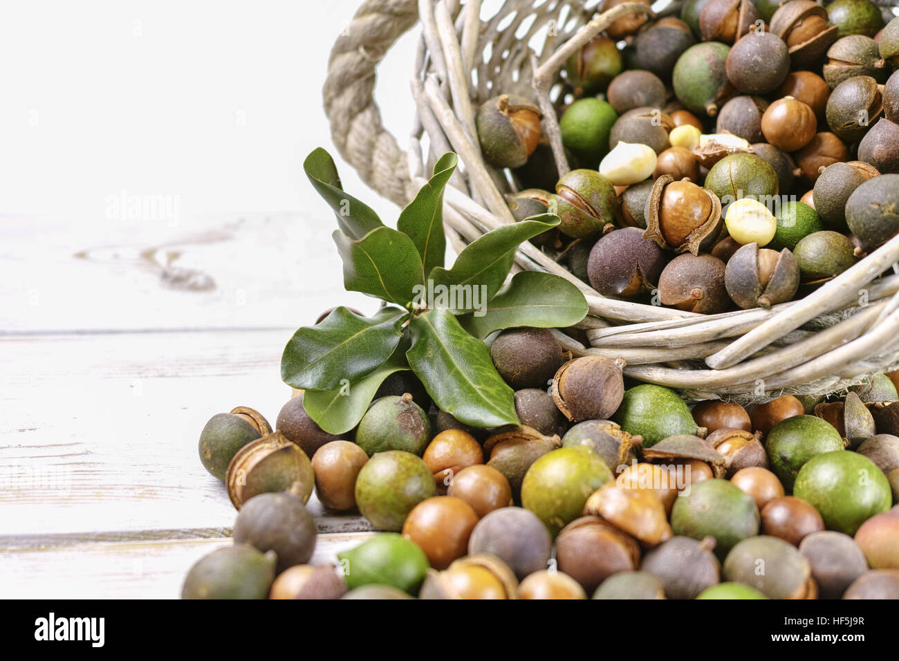 Macadamia nuts harvest close up Stock Photo