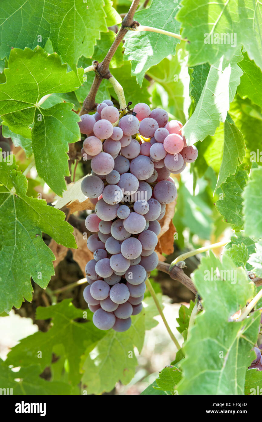 grapes in greek vineyard Stock Photo Alamy