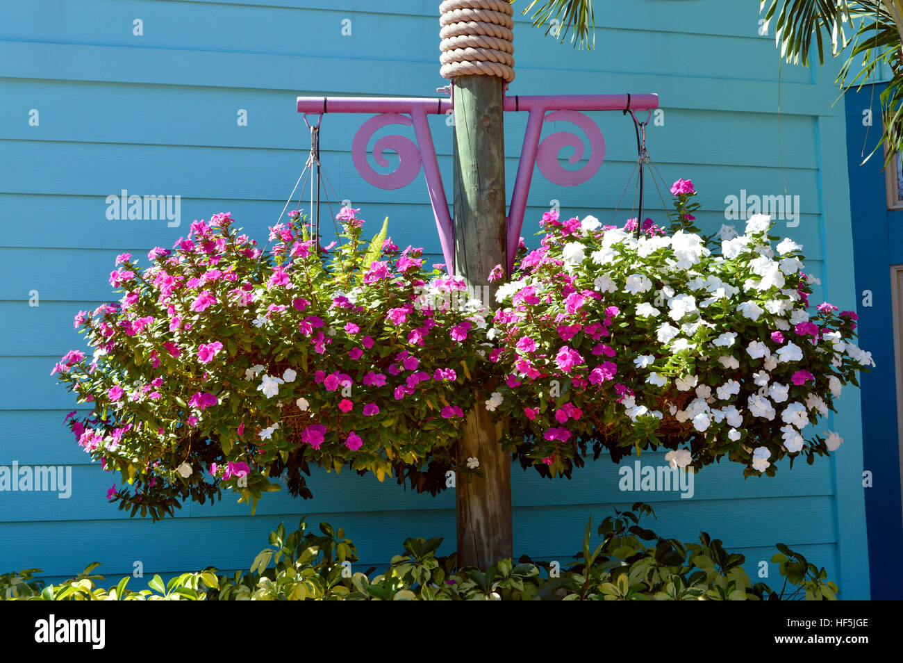 Busy lizzie Botanical name Impatiens flowers in hanging baskets Stock Photo