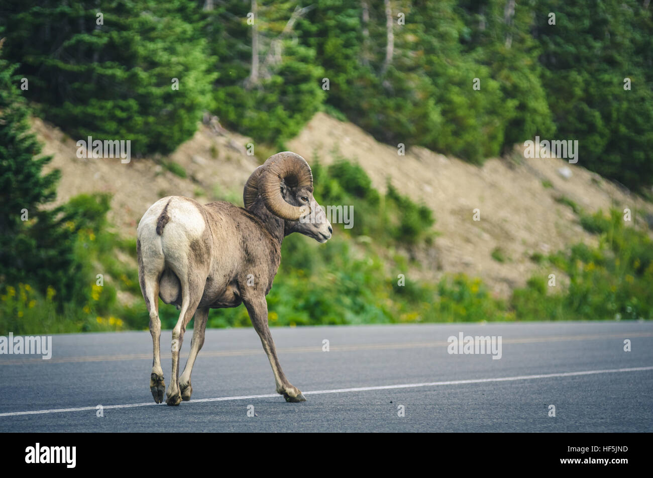 Big horned sheep on the road. Stock Photo