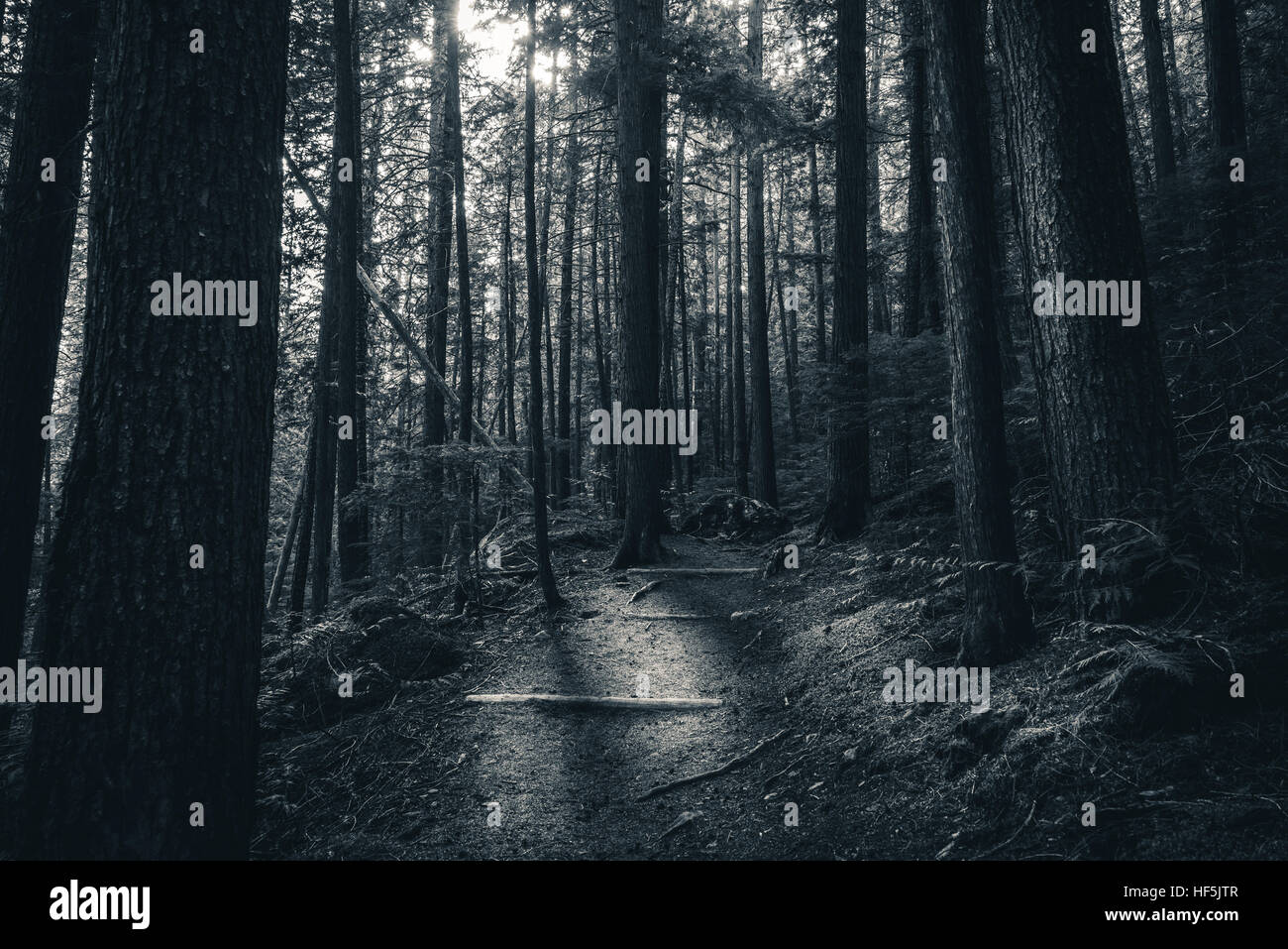 Black and white forest sunlight Stock Photo - Alamy