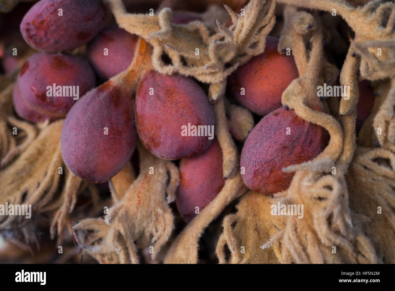 Palm fruit on a low-growing palm tree in south Texas. Stock Photo