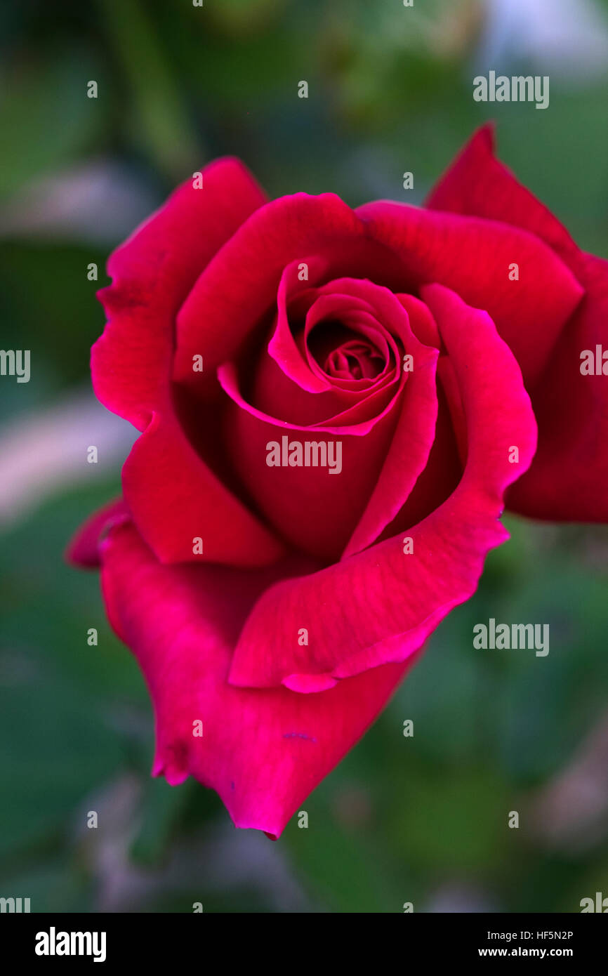 Red Roses Texas A red rose in a south Texas garden Stock Photo - Alamy