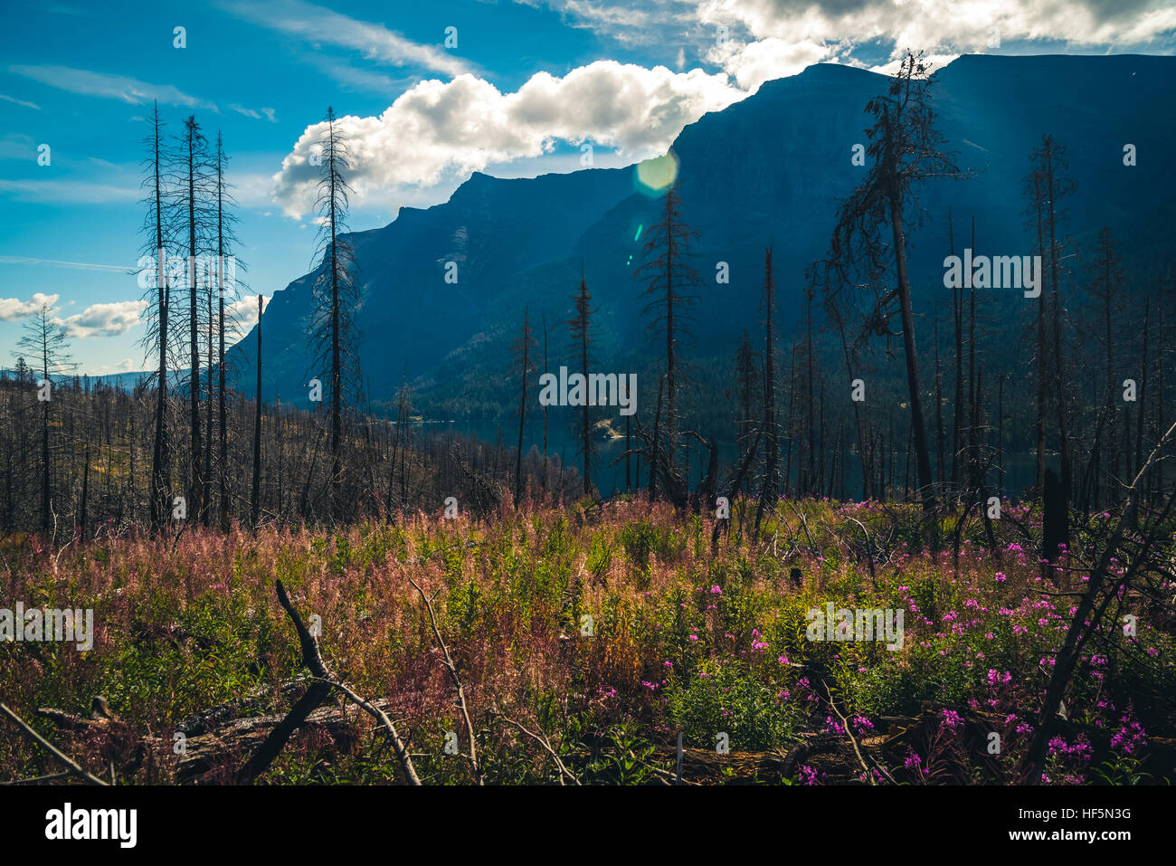 Beautiful view trees wildflowers hi-res stock photography and images ...