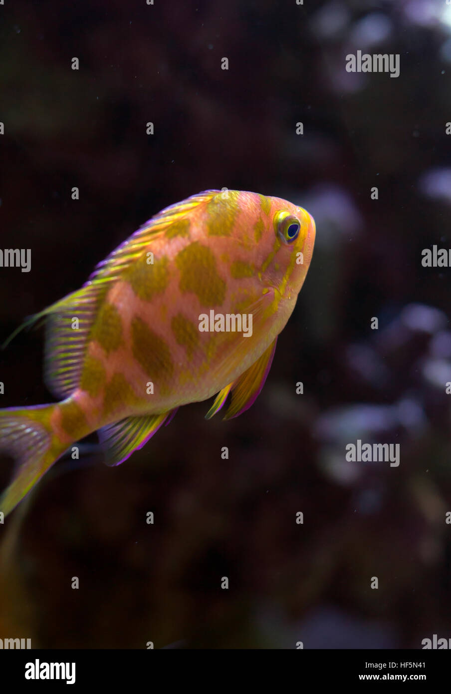 Borbonius Anthias main image 0