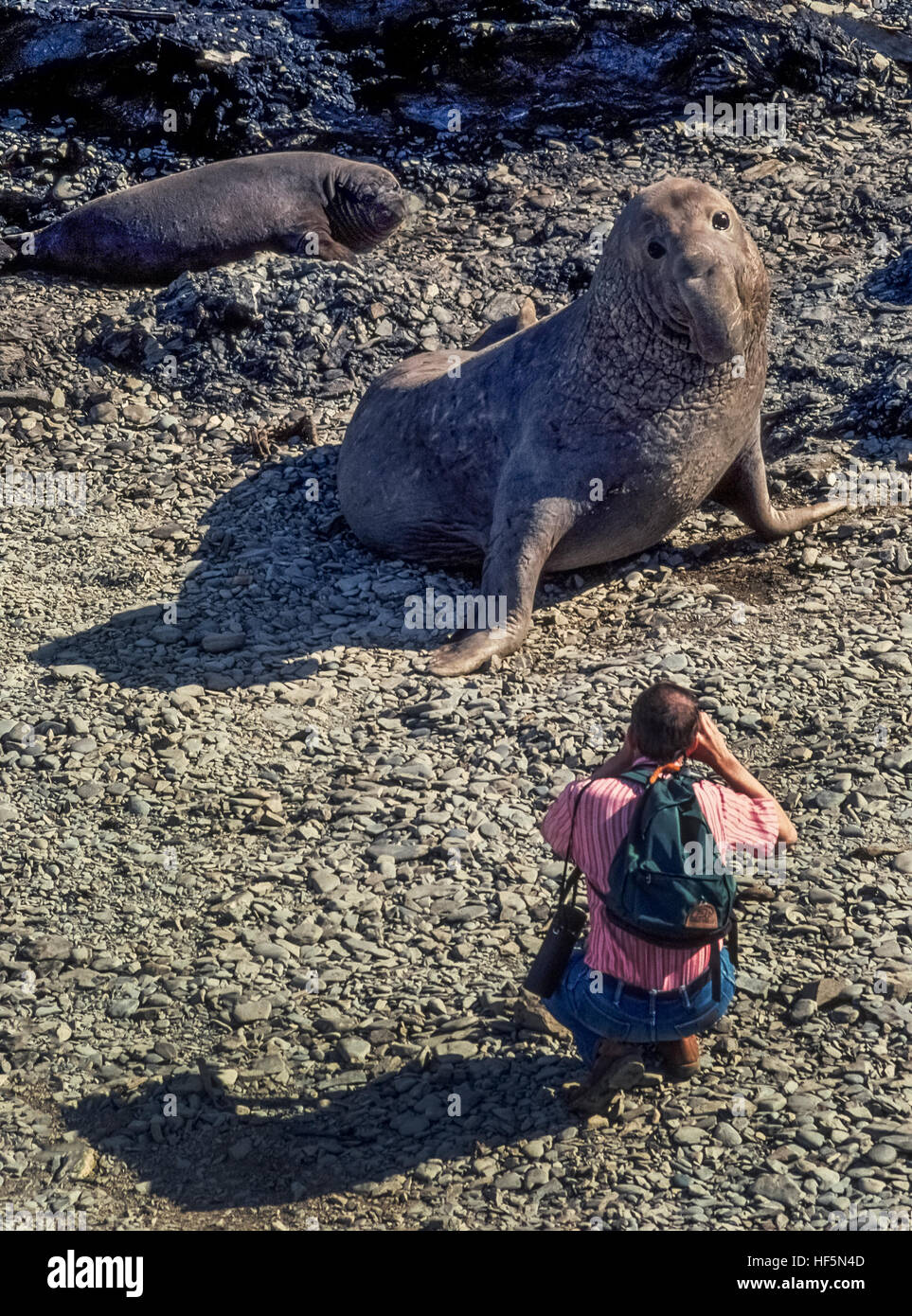 A daring photographer foolishly gets close to an unpredictable northern elephant seal (Mirounga angustirostris) resting on a stony beach in the San Benito Islands in the Pacific Ocean off the west coast of Baja California in Mexico. This young male (bull) is easily recognized by its elongated snout that resembles the trunk of an elephant. When fully grown, bulls of this species can weigh up to 5,500 pounds (2495 kilograms) and reach as much as 16 feet (4.8 meters) in length. In the background is a female elephant seal that typically is smaller in size and lacks the large proboscis of the male. Stock Photo