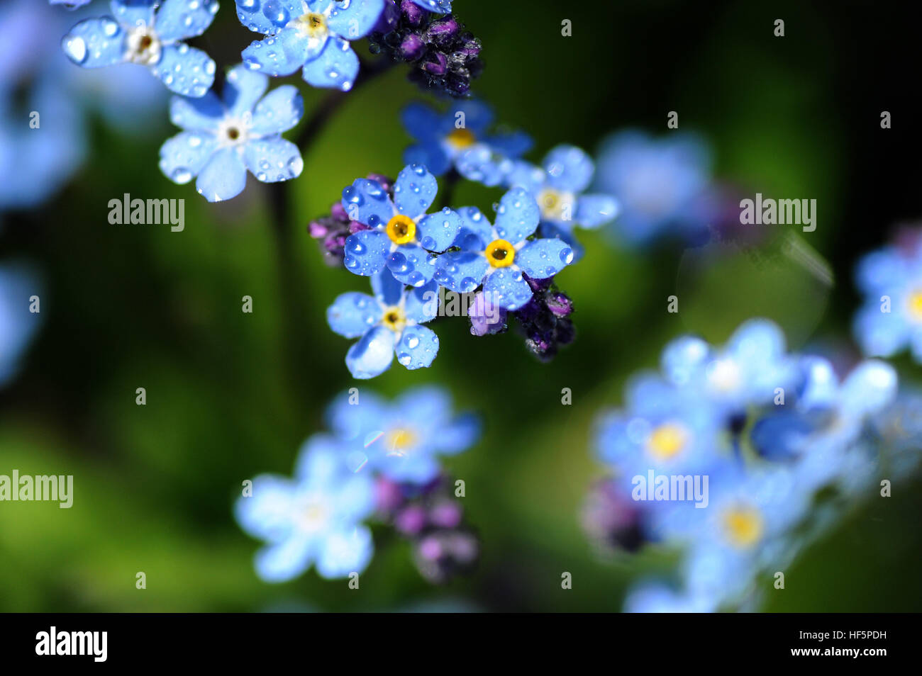 The forget me not flowers stock photo alamy