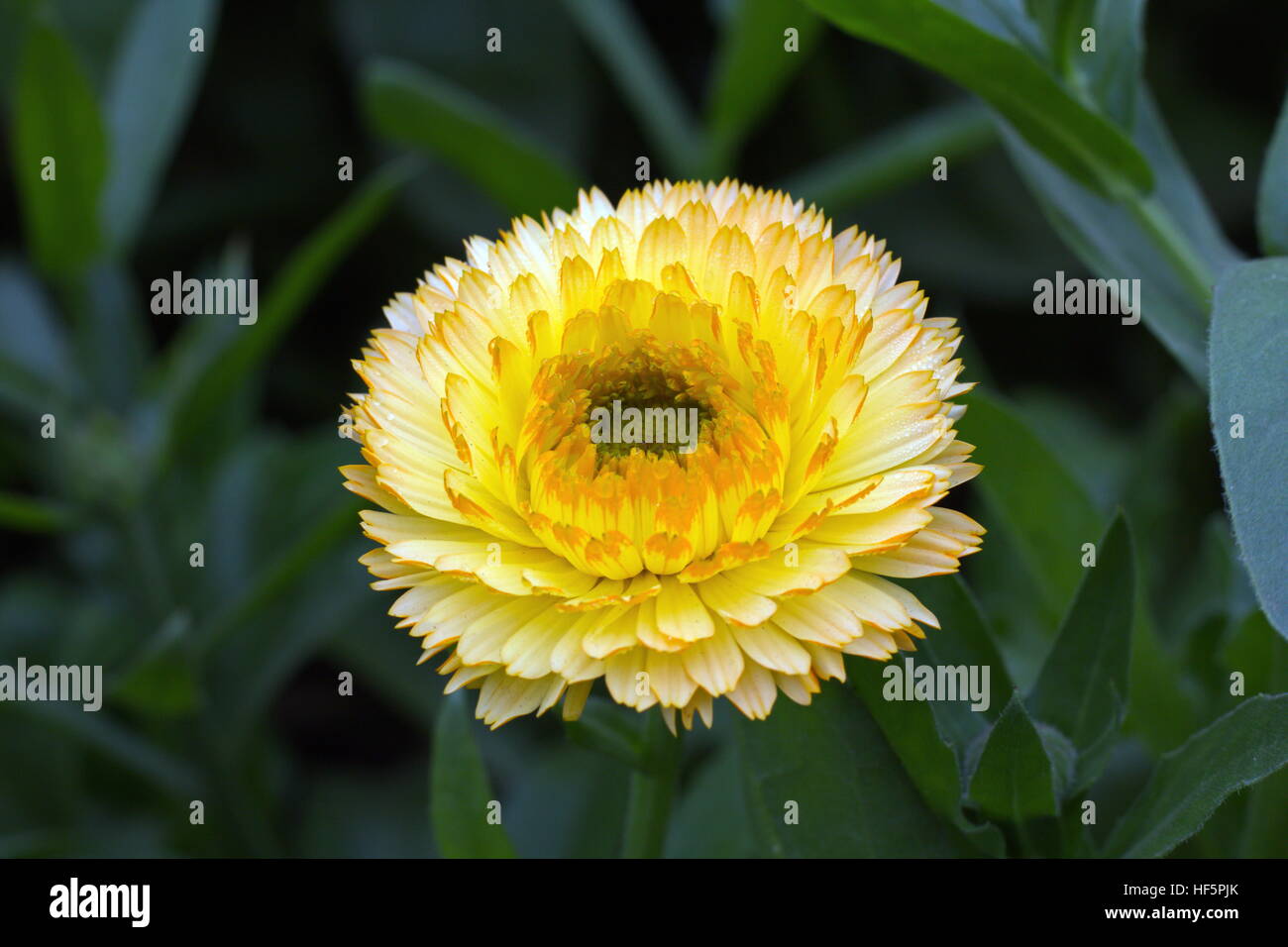 Flower in park Stock Photo - Alamy