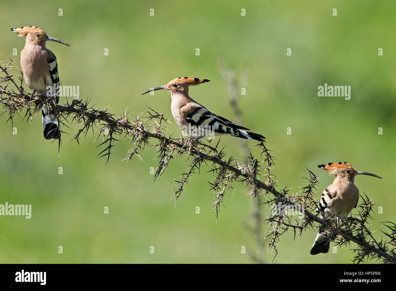 Eurasian hoopoe Upupa epops perched mandria cyprus Stock Photo Alamy