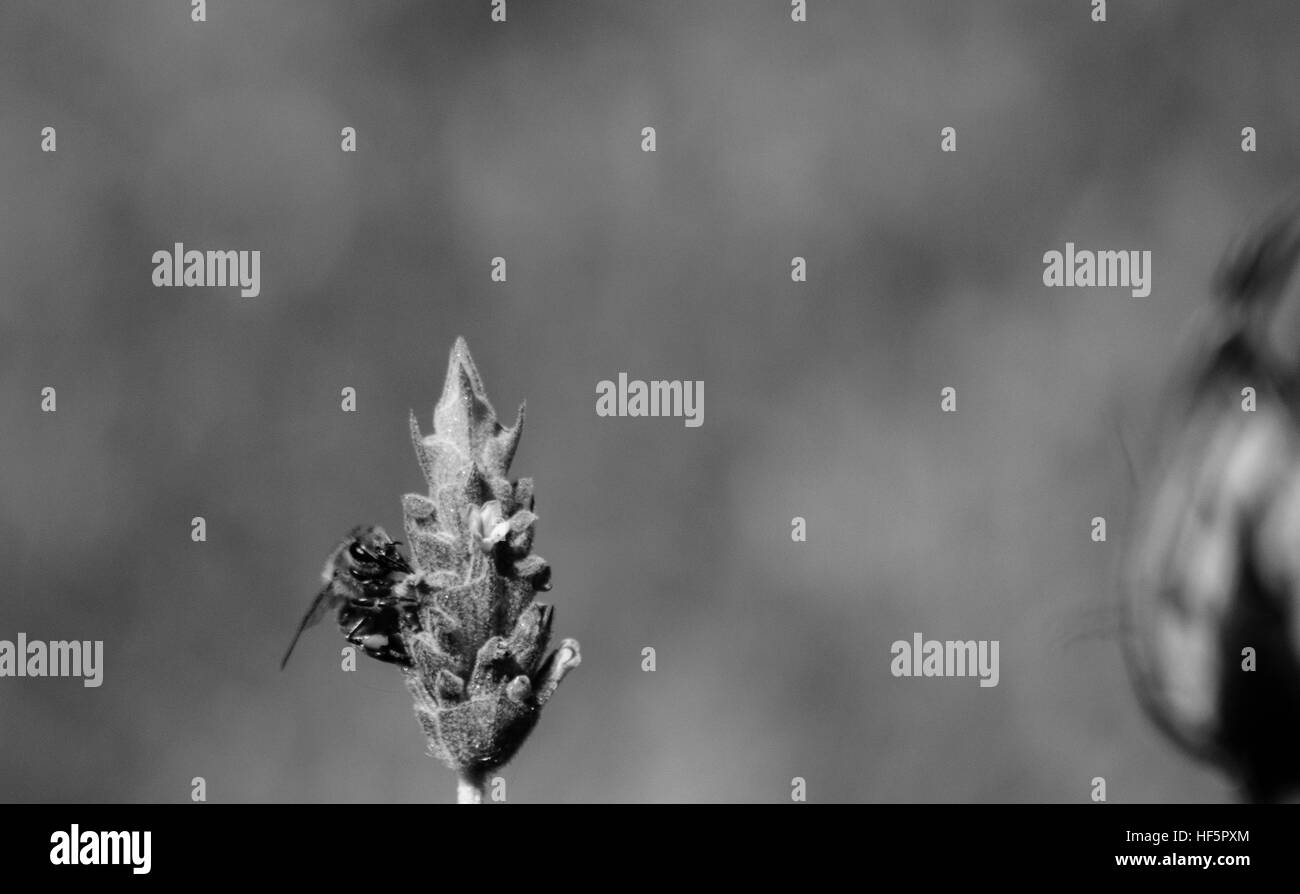 Lavender and the bee Stock Photo